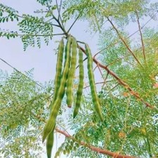 Moringa WINGLESS Seeds for Planting.   Drumstick tree. 