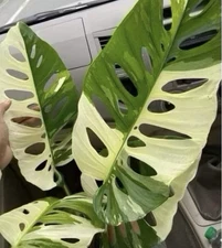 RARE! AUTHENTIC Monstera Obliqua Mayuna 1 live plant cuttings