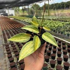 Hoya Pot of Gold Macrophylla plant | Live Indoor & Outdoor in 4" Pot