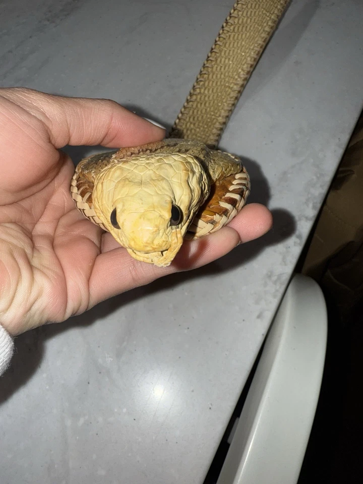 Cobra Men's Belt Natural Color Genuine Cobra Snake Skin - Image 2 of 4