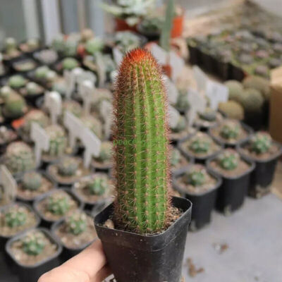 Echinocactus grusonii vaso diametro 25 cm acquista da OBI