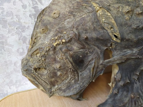 Vintage Taxidermy hunting taxidermie fish Fluke Flounder flatfish - Picture 2 of 12