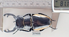 D74335. Insects, Beetles, Lucanidae: Odontolabis Cuvera sp. Vietnam North