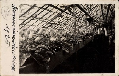 Photo Postcard Gloscini Seedlings in a Glass House, Gardener - 10167831
