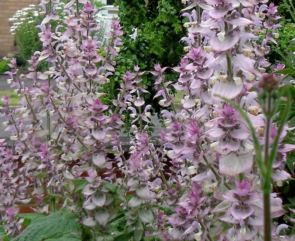 VALEYRAC EXOTICS Sauge sclarée - Salvia sclarea - 10+ graines - ODORANTE et BELLE ! F 027