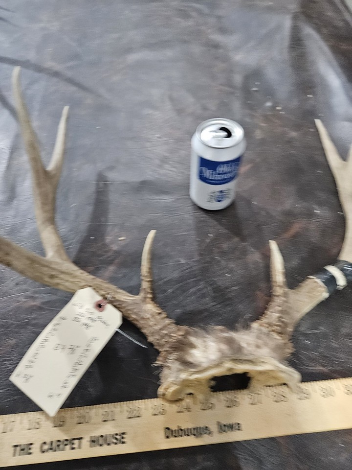 Wild 10 Point Mule Deer Antler Rack Horn Skull Plate Man Cave Taxidermy ...