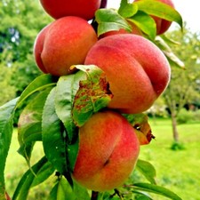 Peach Tree Seeds Dwarf Loring NEMAGUARD (Prunus persica) Fast Hardy