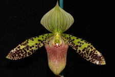 Paphiopedilum Sukar Honi #2 (argus x sukhakulii), in flower