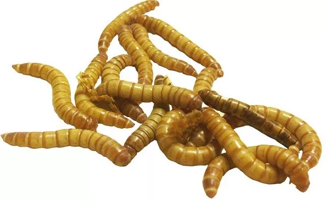 Live reptile sale food near me