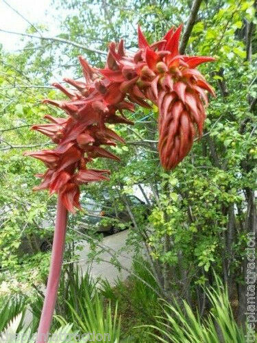 Melianthus major, Riesenhonigblütenstrauch, Honigblume, tropischer Look - 5 Samen - Bild 3 von 7
