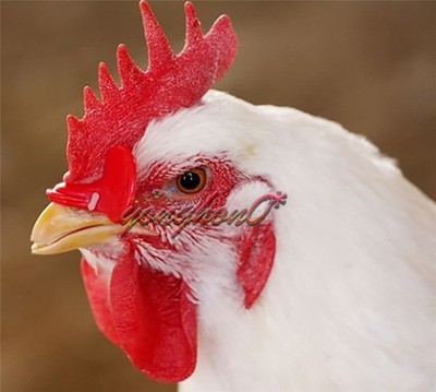 100PCS   Chicken Eyes Glasses Avoid Hen peck each other chicken farm #tk