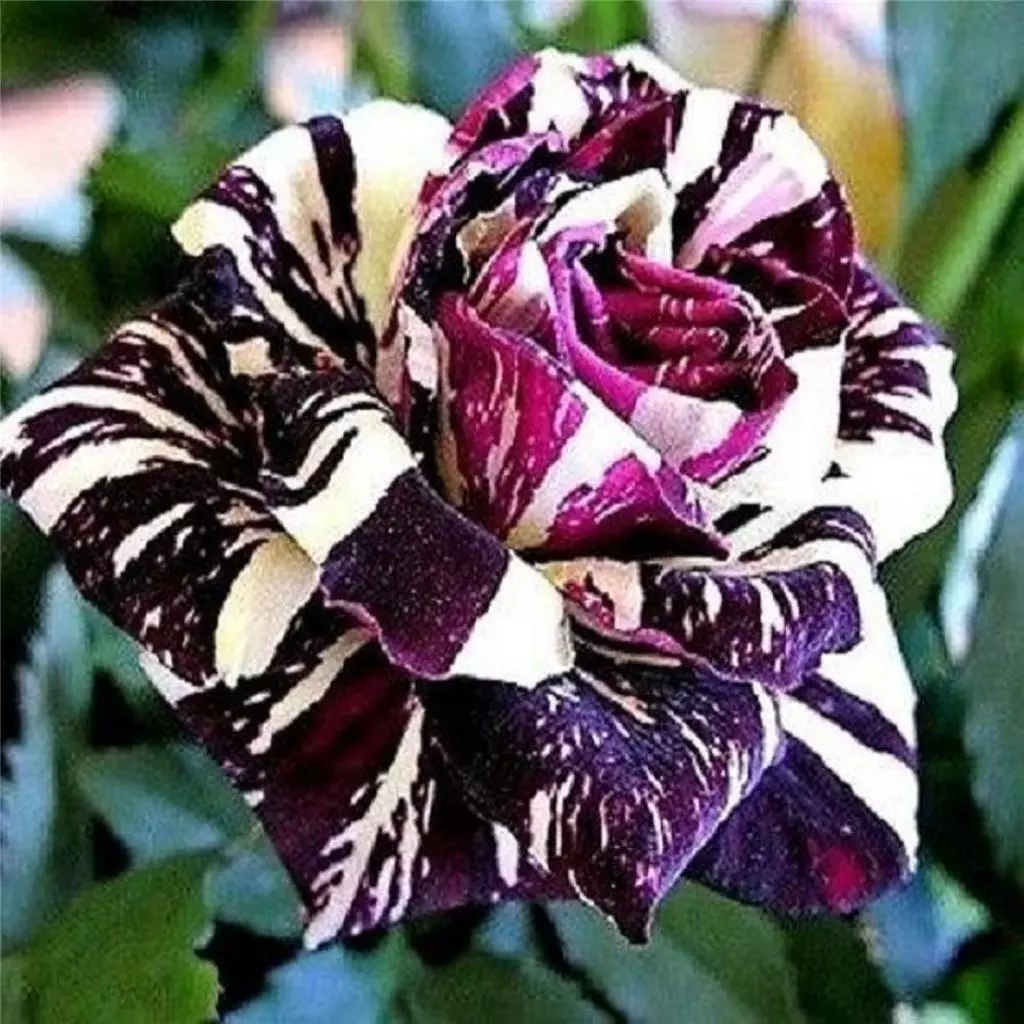 Rare graines fra ches dragon noir rose plante fleurs de jardin exotique 100 g
