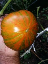 50 Rare Verigated Large Tomato Seeds.US grown seeds.