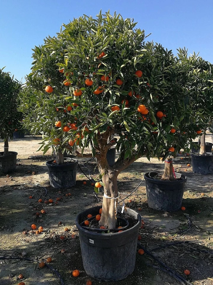Naranjo mandarina enano orgánico {Citrus reticulata} 10 semillas ¡Envío gratuito! Foto 3 de 3