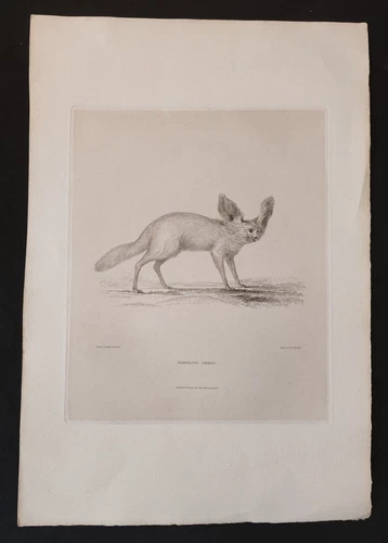 VULPES ZERDA FENNECUS PIG BY DENHAM FIND 1826