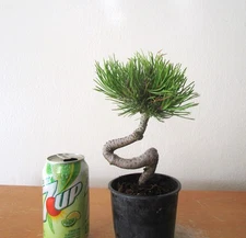 Mugo pine for shohin mame bonsai tree curving trunks multiple listing