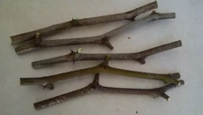 Jujube tree cuttings ( georgia 866, OR Lang jujubee) 7 pcs .chinese date.