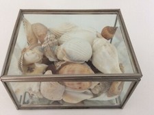 Small Glass And Metal Hinged Curio Box With Sea Shells