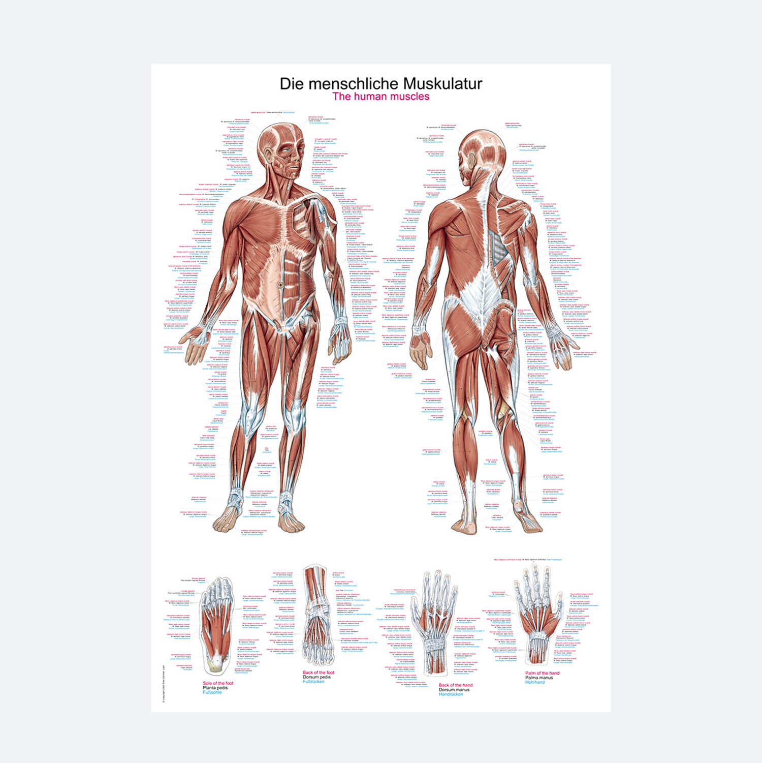 Lehrtafel "Die menschliche Muskulatur" | Poster 70 x 100 cm | Metall-Leiste