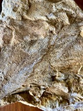 Bryozoan Fossil , Pickett County Tennessee