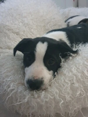 staffy collie cross puppies