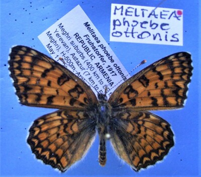 NYMPHALIDAE MELITAEA phoebe ottonis , m., ex ARMENIA - lp.! rare!
