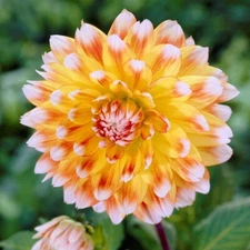 1 - PEACHES & CREAM Decorative Dahlia Bulb Tuber Clump  *EXQUISITE COLOR PATTERN
