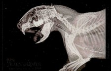 2024 Topps Allen & Ginter #XR-12 Cape Porcupine X-ray'd