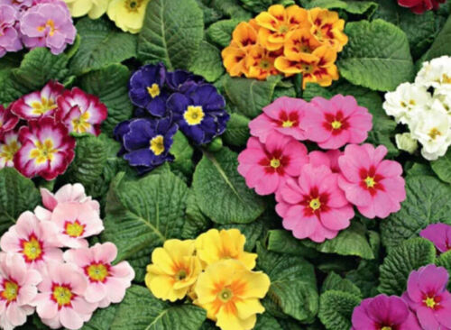 150 x Primula Giant Veris Mixed - Primrose - Seeds - Picture 2 of 3