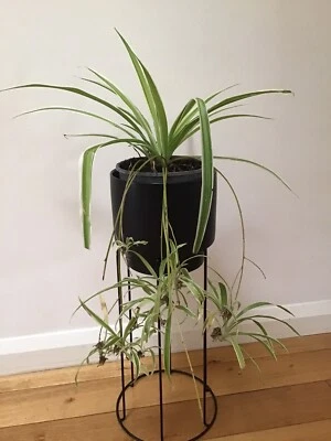Spider Plant Variegated Babies Includes Black Pot And Stand Plants Gumtree Australia Perth City Area Perth 1256175708