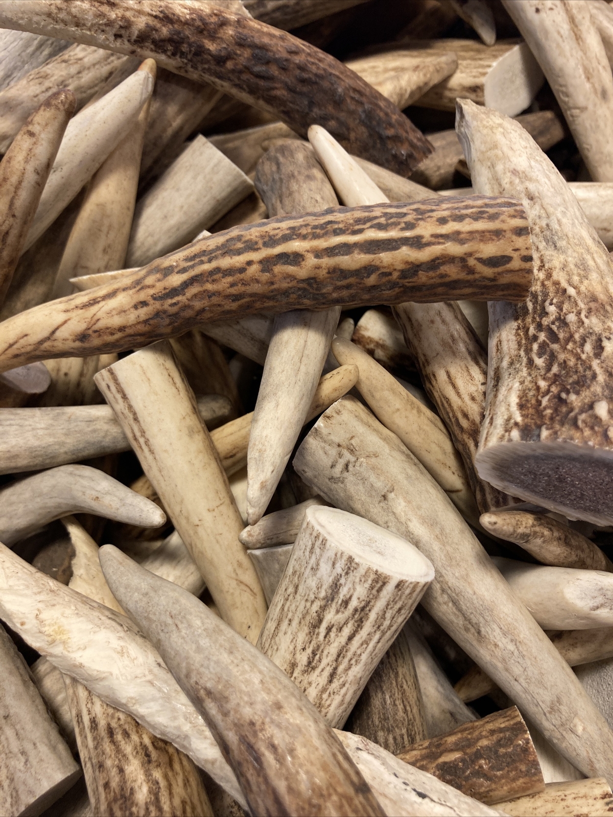 elk antler tines eBay