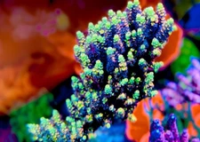 BK Chem Fruit Loops - Live Coral Frag SPS/Acropora
