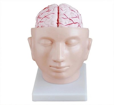 Brain with Arteries Anatomical Model Human Head for Medical Teaching