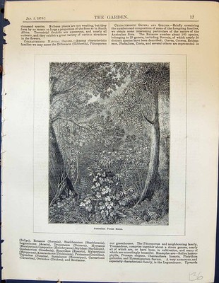 Alter antiker Druck Australische Waldszene Bäume Pflanzen Natur Garten 1878 19.