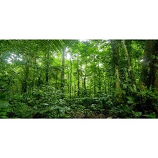 AWERT 48x18 inches Terrarium Background Tropical Aquarium Background Green Hu...