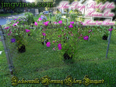 Il Profumo Di Dio - Arcidiocesi Bari-Bitonto