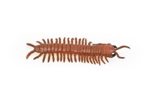 Centipede, Giant, Red, Rubber Toy Insect, Realistic Figure Model Kids 3.5" F3126