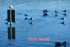 PHOTO  CAERPHILLY CASTLE . EVEN THE BIRDS WALK ON WATER! EXCEPT FOR THE DUCK. TH