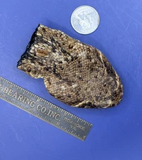 Western Rattlesnake Large Closed Mouth style Hat Tac made in USA #112`