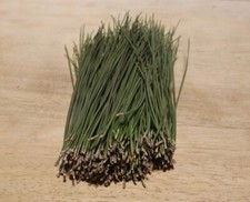2 oz of Fresh Organic Green Pine Needles - Great for Herbal Tea