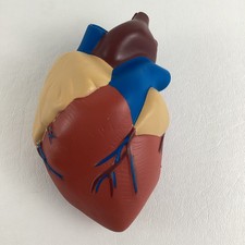 Learning Resources Human Heart Cross Section ...
