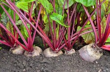 Detroit Red Beets Seed - 250+ Seeds - Made in USA, Ships from Iowa.