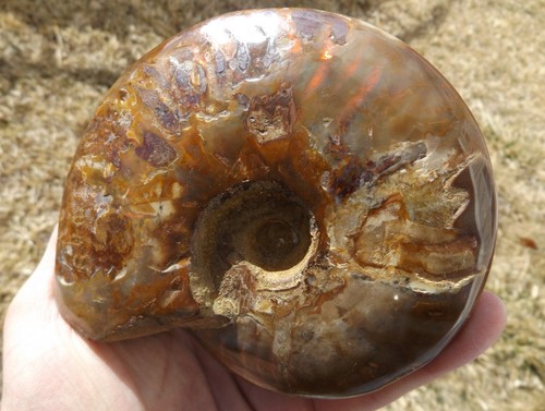 DIG-N-UTAH: FÓSIL DE AMONITA MADAGASCAR PULIDO # L 398 - Imagen 3 de 4