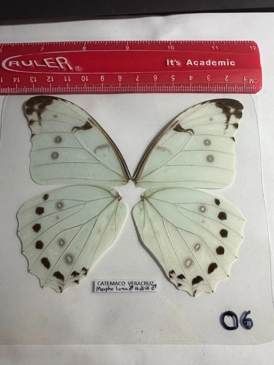 Morpho for sale | eBay