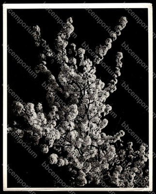 Prune Blossoms U.S. Scenes 8'' x 10'' Don Knight Original Type 1 Photo G32