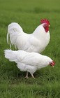 24 + Purebred Pearl White Leghorn Chicken Fertile Hatching Eggs Plus extra — photo 4