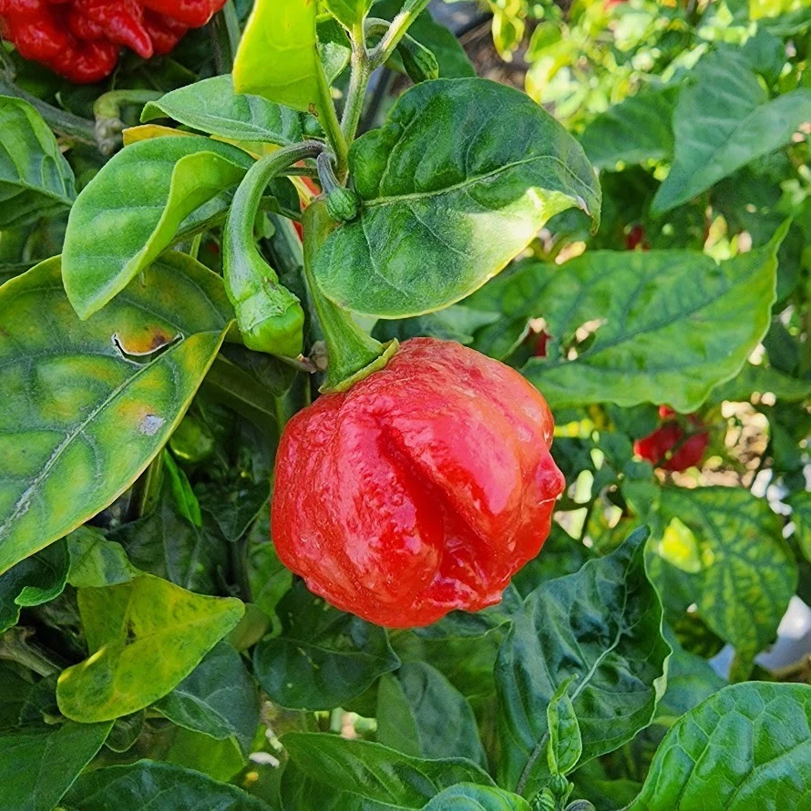 Copos de pimienta Carolina Reaper & Trinidad Scorpion | 1.000.000+ SHU | Envío gratuito Foto 4 de 4