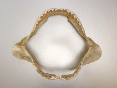 #ad #ad Large 16” Tiger Shark Jaw Taxidermy Clean Educational Set Jaws Natural Teeth $999.95