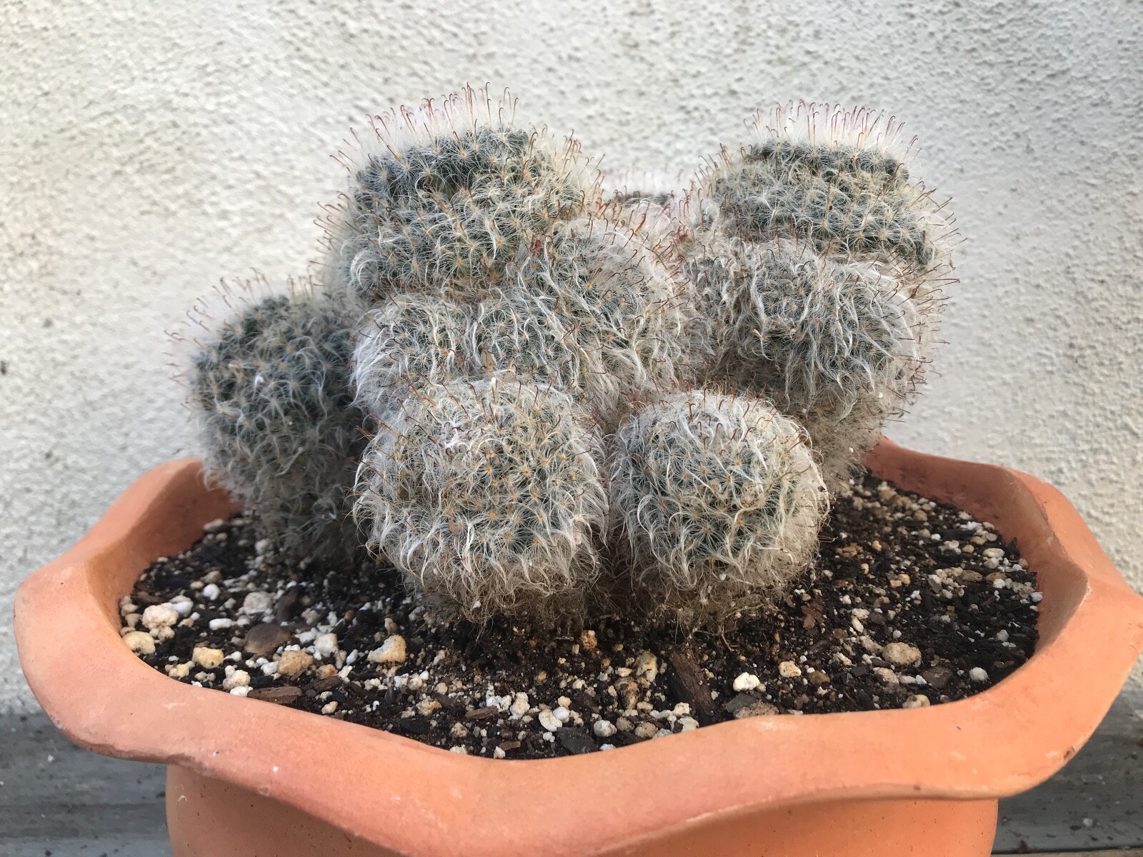 beautiful & X large cluster, Mammillaria Bocasana, 'Powder Puff Cactus