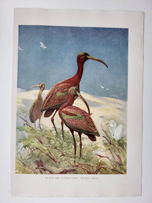 Alter Vintage Farbdruck Britischer Vogel Hochglanz Ibis